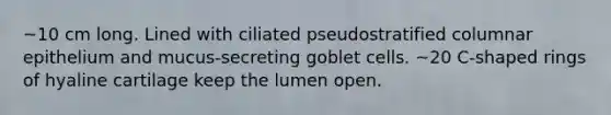 ~10 cm long. Lined with ciliated pseudostratified columnar epithelium and mucus-secreting goblet cells. ~20 C-shaped rings of hyaline cartilage keep the lumen open.