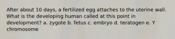 After about 10 days, a fertilized egg attaches to the uterine wall. What is the developing human called at this point in development? a. zygote b. fetus c. embryo d. teratogen e. Y chromosome