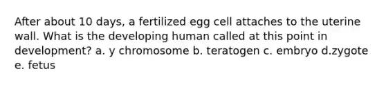 After about 10 days, a fertilized egg cell attaches to the uterine wall. What is the developing human called at this point in development? a. y chromosome b. teratogen c. embryo d.zygote e. fetus