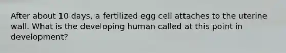 After about 10 days, a fertilized egg cell attaches to the uterine wall. What is the developing human called at this point in development?