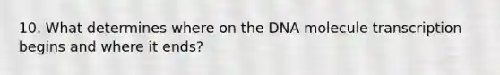 10. What determines where on the DNA molecule transcription begins and where it ends?