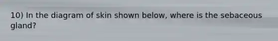 10) In the diagram of skin shown below, where is the sebaceous gland?