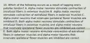 10. Which of the following occurs as a result of tapping one's patellar tendon? A. Alpha motor neurons stimulate contraction of intrafusal fibers in extensor muscles B. Alpha motor neurons stimulate contraction of extrafusal fibers in extensor muscles C. Alpha motor neurons that innervate ipsilateral flexor muscles are inhibited D. Both alpha motor neurons stimulate contraction of intrafusal fibers in extensor muscles and alpha motor neurons that innervate ipsilateral flexor muscles are inhibited are correct E. Both alpha motor neurons stimulate contraction of extrafusal fibers in extensor muscles and alpha motor neurons that innervate ipsilateral flexor muscles are inhibited are correct