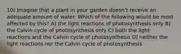 10) Imagine that a plant in your garden doesn't receive an adequate amount of water. Which of the following would be most affected by this? A) the light reactions of photosynthesis only B) the Calvin cycle of photosynthesis only C) both the light reactions and the Calvin cycle of photosynthesis D) neither the light reactions nor the Calvin cycle of photosynthesis