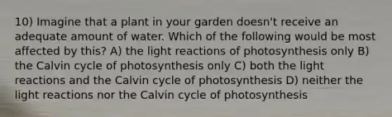 10) Imagine that a plant in your garden doesn't receive an adequate amount of water. Which of the following would be most affected by this? A) the light reactions of photosynthesis only B) the Calvin cycle of photosynthesis only C) both the light reactions and the Calvin cycle of photosynthesis D) neither the light reactions nor the Calvin cycle of photosynthesis