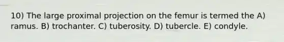 10) The large proximal projection on the femur is termed the A) ramus. B) trochanter. C) tuberosity. D) tubercle. E) condyle.