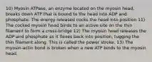 10) Myosin ATPase, an enzyme located on the myosin head, breaks down ATP that is bound to the head into ADP and phosphate. The energy released cocks the head into position 11) The cocked myosin head binds to an active site on the thin filament to form a cross-bridge 12) The myosin head releases the ADP and phosphate as it flexes back into position, tugging the thin filament along. This is called the power stroke. 13) The myosin-actin bond is broken when a new ATP binds to the myosin head.