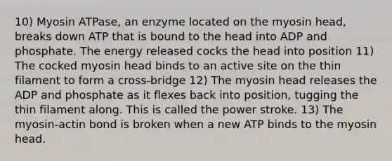 10) Myosin ATPase, an enzyme located on the myosin head, breaks down ATP that is bound to the head into ADP and phosphate. The energy released cocks the head into position 11) The cocked myosin head binds to an active site on the thin filament to form a cross-bridge 12) The myosin head releases the ADP and phosphate as it flexes back into position, tugging the thin filament along. This is called the power stroke. 13) The myosin-actin bond is broken when a new ATP binds to the myosin head.