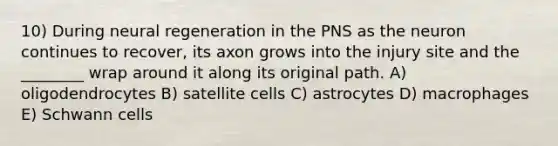 10) During neural regeneration in the PNS as the neuron continues to recover, its axon grows into the injury site and the ________ wrap around it along its original path. A) oligodendrocytes B) satellite cells C) astrocytes D) macrophages E) Schwann cells