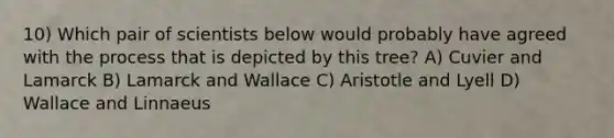 10) Which pair of scientists below would probably have agreed with the process that is depicted by this tree? A) Cuvier and Lamarck B) Lamarck and Wallace C) Aristotle and Lyell D) Wallace and Linnaeus