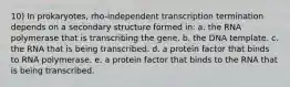 10) In prokaryotes, rho-independent transcription termination depends on a secondary structure formed in: a. the RNA polymerase that is transcribing the gene. b. the DNA template. c. the RNA that is being transcribed. d. a protein factor that binds to RNA polymerase. e. a protein factor that binds to the RNA that is being transcribed.