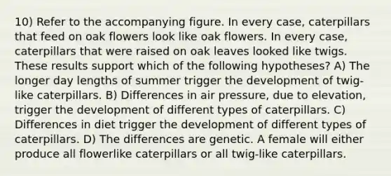 10) Refer to the accompanying figure. In every case, caterpillars that feed on oak flowers look like oak flowers. In every case, caterpillars that were raised on oak leaves looked like twigs. These results support which of the following hypotheses? A) The longer day lengths of summer trigger the development of twig-like caterpillars. B) Differences in air pressure, due to elevation, trigger the development of different types of caterpillars. C) Differences in diet trigger the development of different types of caterpillars. D) The differences are genetic. A female will either produce all flowerlike caterpillars or all twig-like caterpillars.