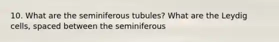 10. What are the seminiferous tubules? What are the Leydig cells, spaced between the seminiferous