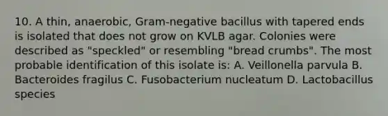 10. A thin, anaerobic, Gram-negative bacillus with tapered ends is isolated that does not grow on KVLB agar. Colonies were described as "speckled" or resembling "bread crumbs". The most probable identification of this isolate is: A. Veillonella parvula B. Bacteroides fragilus C. Fusobacterium nucleatum D. Lactobacillus species