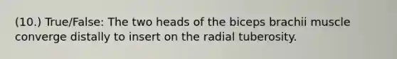 (10.) True/False: The two heads of the biceps brachii muscle converge distally to insert on the radial tuberosity.