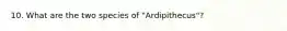 10. What are the two species of "Ardipithecus"?