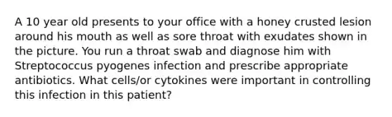 A 10 year old presents to your office with a honey crusted lesion around his mouth as well as sore throat with exudates shown in the picture. You run a throat swab and diagnose him with Streptococcus pyogenes infection and prescribe appropriate antibiotics. What cells/or cytokines were important in controlling this infection in this patient?