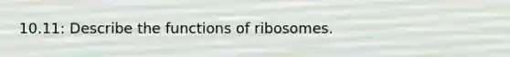 10.11: Describe the functions of ribosomes.