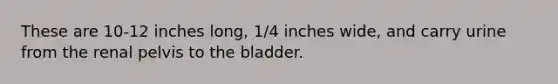 These are 10-12 inches long, 1/4 inches wide, and carry urine from the renal pelvis to the bladder.