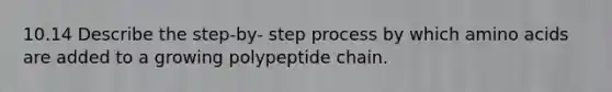 10.14 Describe the step-by- step process by which amino acids are added to a growing polypeptide chain.