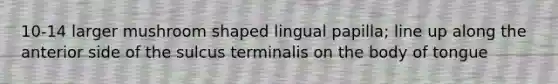 10-14 larger mushroom shaped lingual papilla; line up along the anterior side of the sulcus terminalis on the body of tongue