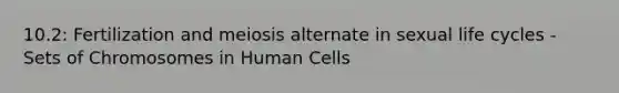 10.2: Fertilization and meiosis alternate in sexual life cycles - Sets of Chromosomes in Human Cells