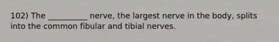 102) The __________ nerve, the largest nerve in the body, splits into the common fibular and tibial nerves.