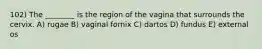 102) The ________ is the region of the vagina that surrounds the cervix. A) rugae B) vaginal fornix C) dartos D) fundus E) external os