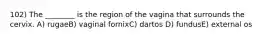 102) The ________ is the region of the vagina that surrounds the cervix. A) rugaeB) vaginal fornixC) dartos D) fundusE) external os