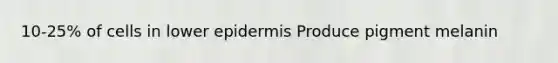 10-25% of cells in lower epidermis Produce pigment melanin