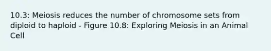 10.3: Meiosis reduces the number of chromosome sets from diploid to haploid - Figure 10.8: Exploring Meiosis in an Animal Cell