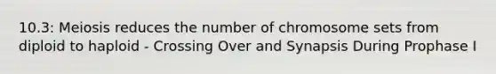 10.3: Meiosis reduces the number of chromosome sets from diploid to haploid - Crossing Over and Synapsis During Prophase I