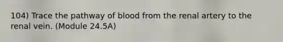 104) Trace the pathway of blood from the renal artery to the renal vein. (Module 24.5A)