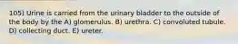 105) Urine is carried from the urinary bladder to the outside of the body by the A) glomerulus. B) urethra. C) convoluted tubule. D) collecting duct. E) ureter.