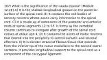 107) What is the significance of the cauda equina? (Module 12.2E) A) It is the shallow longitudinal groove on the posterior surface of the spinal cord. B) It contains the cell bodies of sensory neurons whose axons carry information to the spinal cord. C) It is made up of extensions of the posterior and anterior roots of spinal segments L2 to S5. It forms as the vertebral column continues to elongate after growth of the spinal cord ceases at about age 4. D) It contains the axons of motor neurons that extend into the periphery to control somatic and visceral effectors. E) It is slender strand of fibrous tissue that extends from the inferior tip of the conus medullaris to the second sacral vertebra. It provides longitudinal support to the spinal cord as a component of the coccygeal ligament.