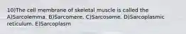 10)The cell membrane of skeletal muscle is called the A)Sarcolemma. B)Sarcomere. C)Sarcosome. D)Sarcoplasmic reticulum. E)Sarcoplasm