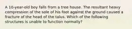 A 10-year-old boy falls from a tree house. The resultant heavy compression of the sole of his foot against the ground caused a fracture of the head of the talus. Which of the following structures is unable to function normally?