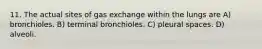 11. The actual sites of gas exchange within the lungs are A) bronchioles. B) terminal bronchioles. C) pleural spaces. D) alveoli.