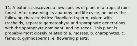 11. A botanist discovers a new species of plant in a tropical rain forest. After observing its anatomy and life cycle, he notes the following characteristics: flagellated sperm, xylem with tracheids, separate gametophyte and sporophyte generations with the sporophyte dominant, and no seeds. This plant is probably most closely related to a. mosses. b. charophytes. c. ferns. d. gymnosperms. e. flowering plants.