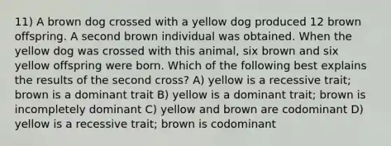 11) A brown dog crossed with a yellow dog produced 12 brown offspring. A second brown individual was obtained. When the yellow dog was crossed with this animal, six brown and six yellow offspring were born. Which of the following best explains the results of the second cross? A) yellow is a recessive trait; brown is a dominant trait B) yellow is a dominant trait; brown is incompletely dominant C) yellow and brown are codominant D) yellow is a recessive trait; brown is codominant