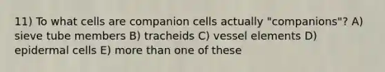 11) To what cells are companion cells actually "companions"? A) sieve tube members B) tracheids C) vessel elements D) epidermal cells E) more than one of these