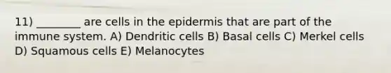 11) ________ are cells in the epidermis that are part of the immune system. A) Dendritic cells B) Basal cells C) Merkel cells D) Squamous cells E) Melanocytes