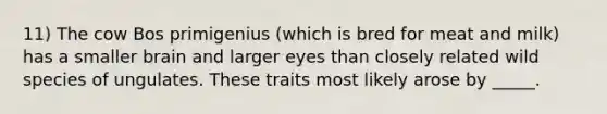 11) The cow Bos primigenius (which is bred for meat and milk) has a smaller brain and larger eyes than closely related wild species of ungulates. These traits most likely arose by _____.