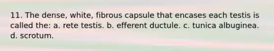 11. The dense, white, fibrous capsule that encases each testis is called the: a. rete testis. b. efferent ductule. c. tunica albuginea. d. scrotum.