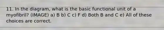 11. In the diagram, what is the basic functional unit of a myofibril? (IMAGE) a) B b) C c) F d) Both B and C e) All of these choices are correct.