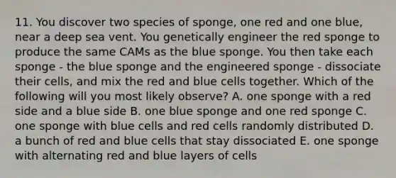 11. You discover two species of sponge, one red and one blue, near a deep sea vent. You genetically engineer the red sponge to produce the same CAMs as the blue sponge. You then take each sponge - the blue sponge and the engineered sponge - dissociate their cells, and mix the red and blue cells together. Which of the following will you most likely observe? A. one sponge with a red side and a blue side B. one blue sponge and one red sponge C. one sponge with blue cells and red cells randomly distributed D. a bunch of red and blue cells that stay dissociated E. one sponge with alternating red and blue layers of cells