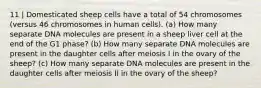 11 | Domesticated sheep cells have a total of 54 chromosomes (versus 46 chromosomes in human cells). (a) How many separate DNA molecules are present in a sheep liver cell at the end of the G1 phase? (b) How many separate DNA molecules are present in the daughter cells after meiosis I in the ovary of the sheep? (c) How many separate DNA molecules are present in the daughter cells after meiosis II in the ovary of the sheep?