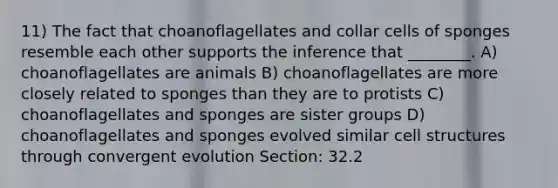 11) The fact that choanoflagellates and collar cells of sponges resemble each other supports the inference that ________. A) choanoflagellates are animals B) choanoflagellates are more closely related to sponges than they are to protists C) choanoflagellates and sponges are sister groups D) choanoflagellates and sponges evolved similar cell structures through convergent evolution Section: 32.2