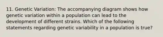 11. Genetic Variation: The accompanying diagram shows how genetic variation within a population can lead to the development of different strains. Which of the following statements regarding genetic variability in a population is true?