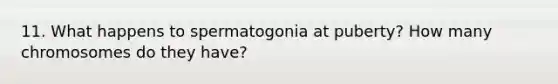 11. What happens to spermatogonia at puberty? How many chromosomes do they have?